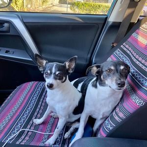 Meet your Posher, Tara